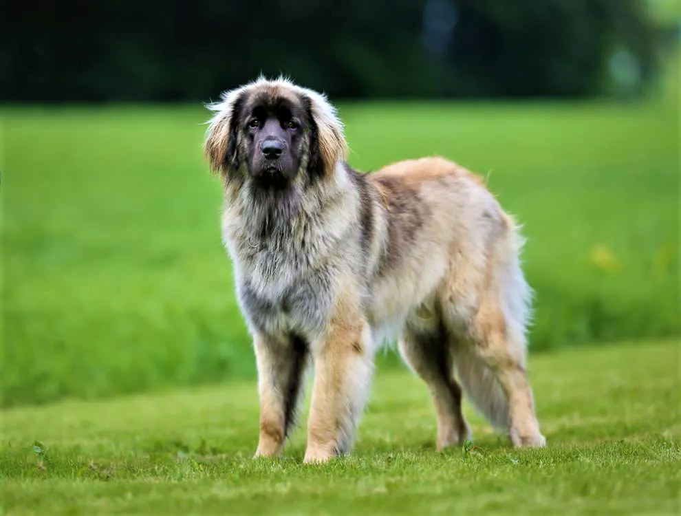 A cross of three breeds created the beautiful Leonberger