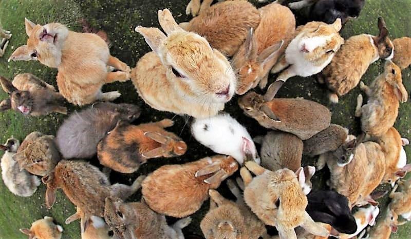 All You Need to Know About The Rabbit Island in Japan And The mysterious history behind it