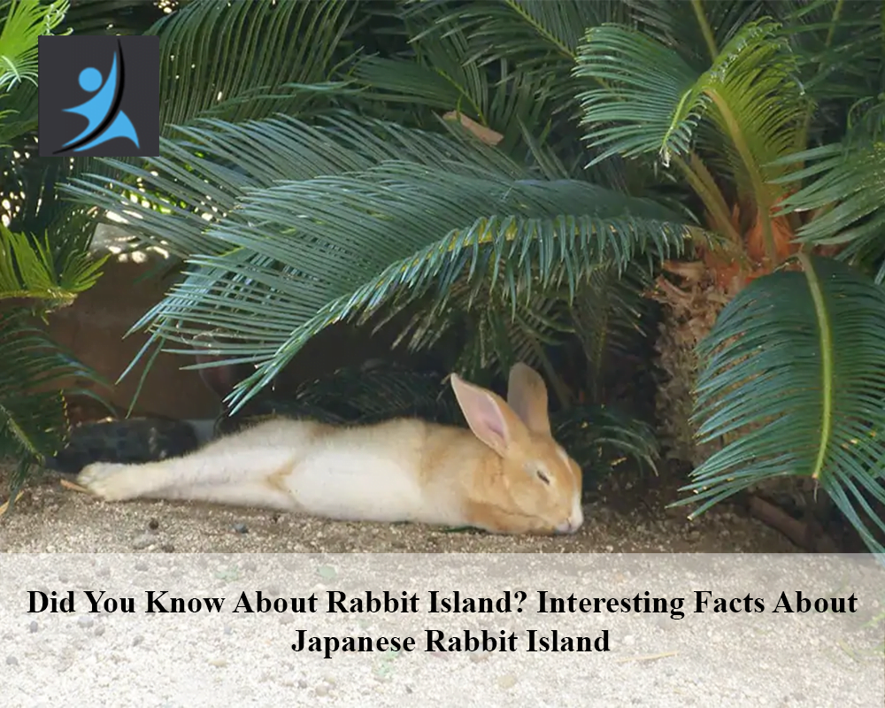 Did You Know About Rabbit Island, Interesting Facts About Japanese Rabbit Island