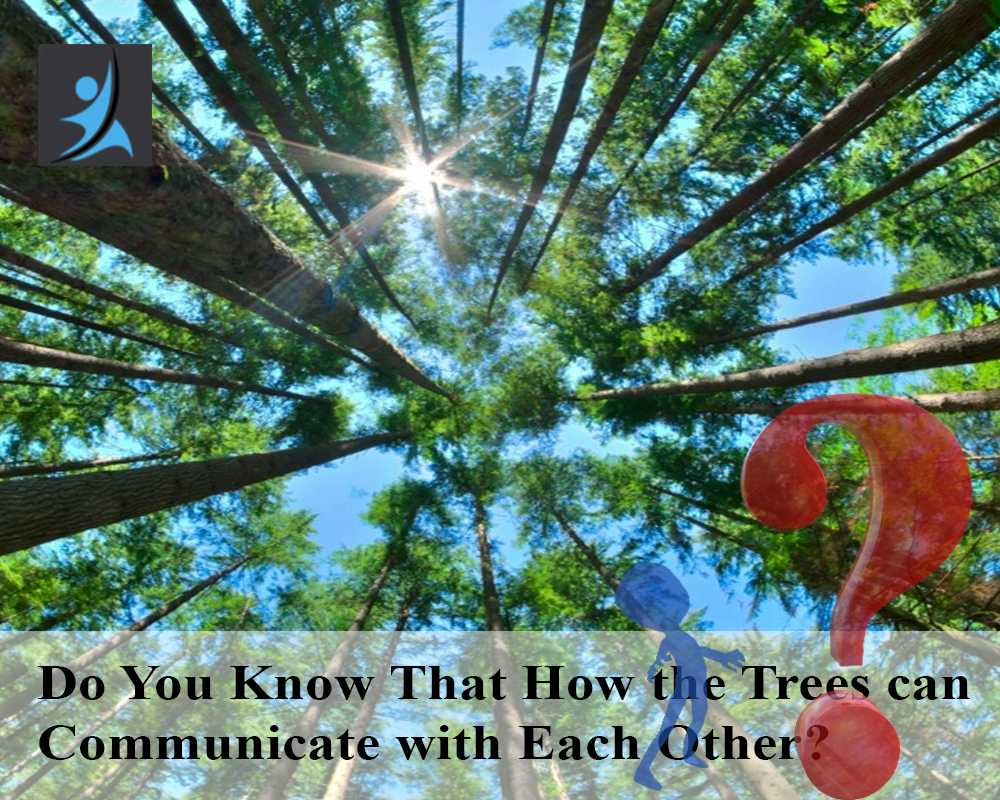 Do You Know That How the Tress can Communicate with Each Other?