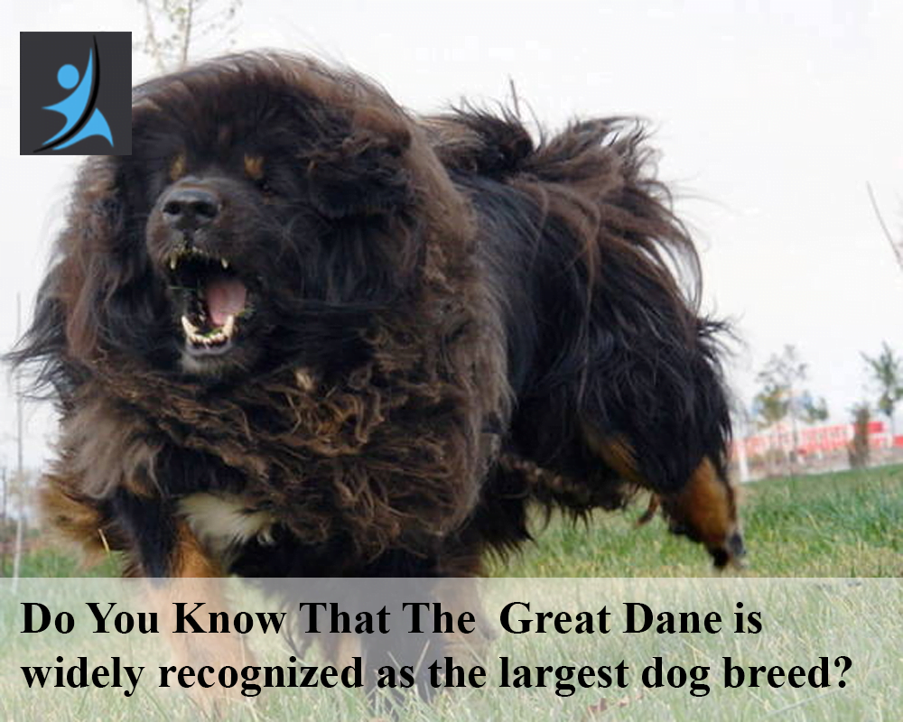Do You Know That The Great Dane is widely recognized as the largest dog breed