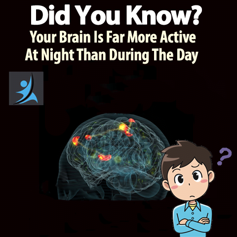 Do You Know That Your Brain is More Active At Night Than Day Time