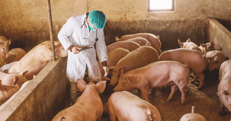 Doing spray and checking pigs health