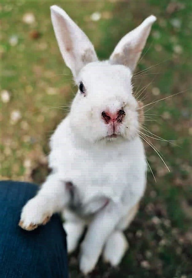 Japan's Rabbit Island Is A Budget Day Trip From Hiroshima