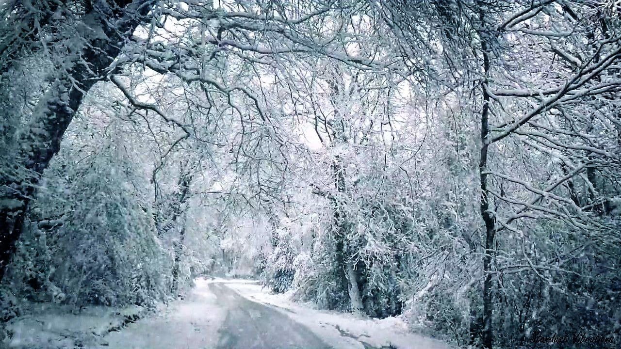 regions which has lowest temperature can freeze the blood of animals