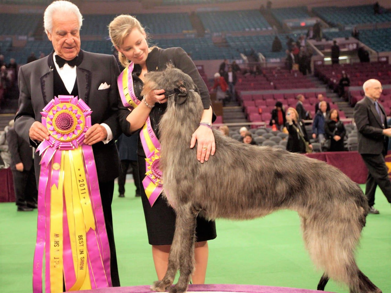 Scottish Deerhound Snaps Westminster Streak of Small-Dogs winner