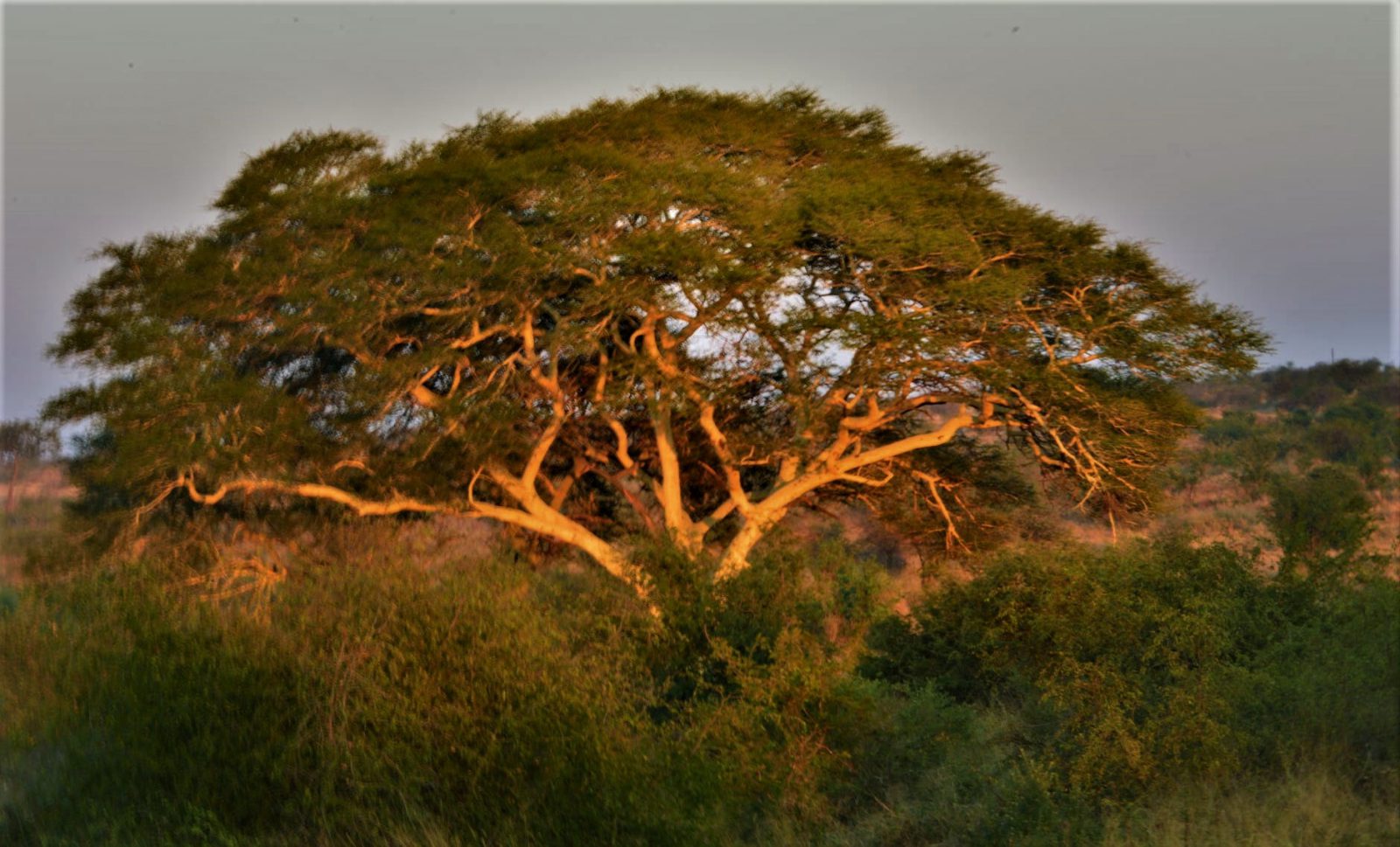 The Trees Are the Real Super-heroes