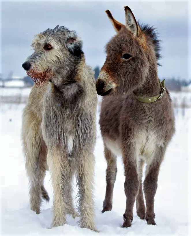 The wolfhound wins by inches as the tallest dog breed