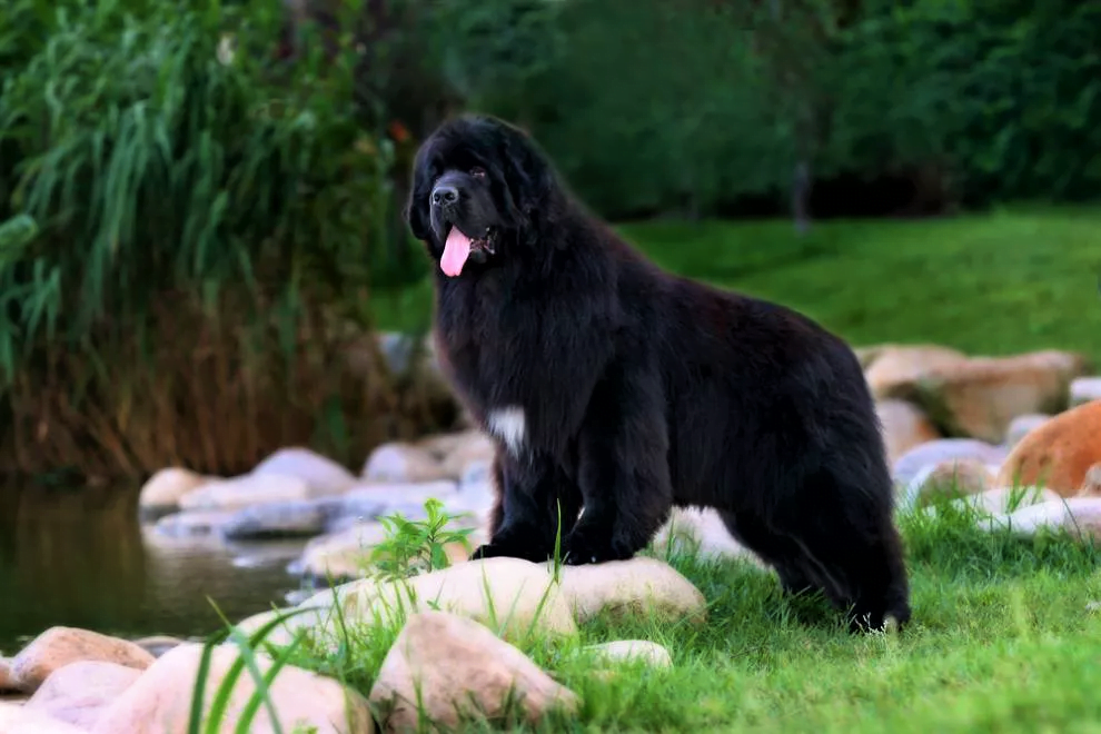 With heavy bones and big muscles, the Newfoundland is a powerful swimmer and a great water rescue dog